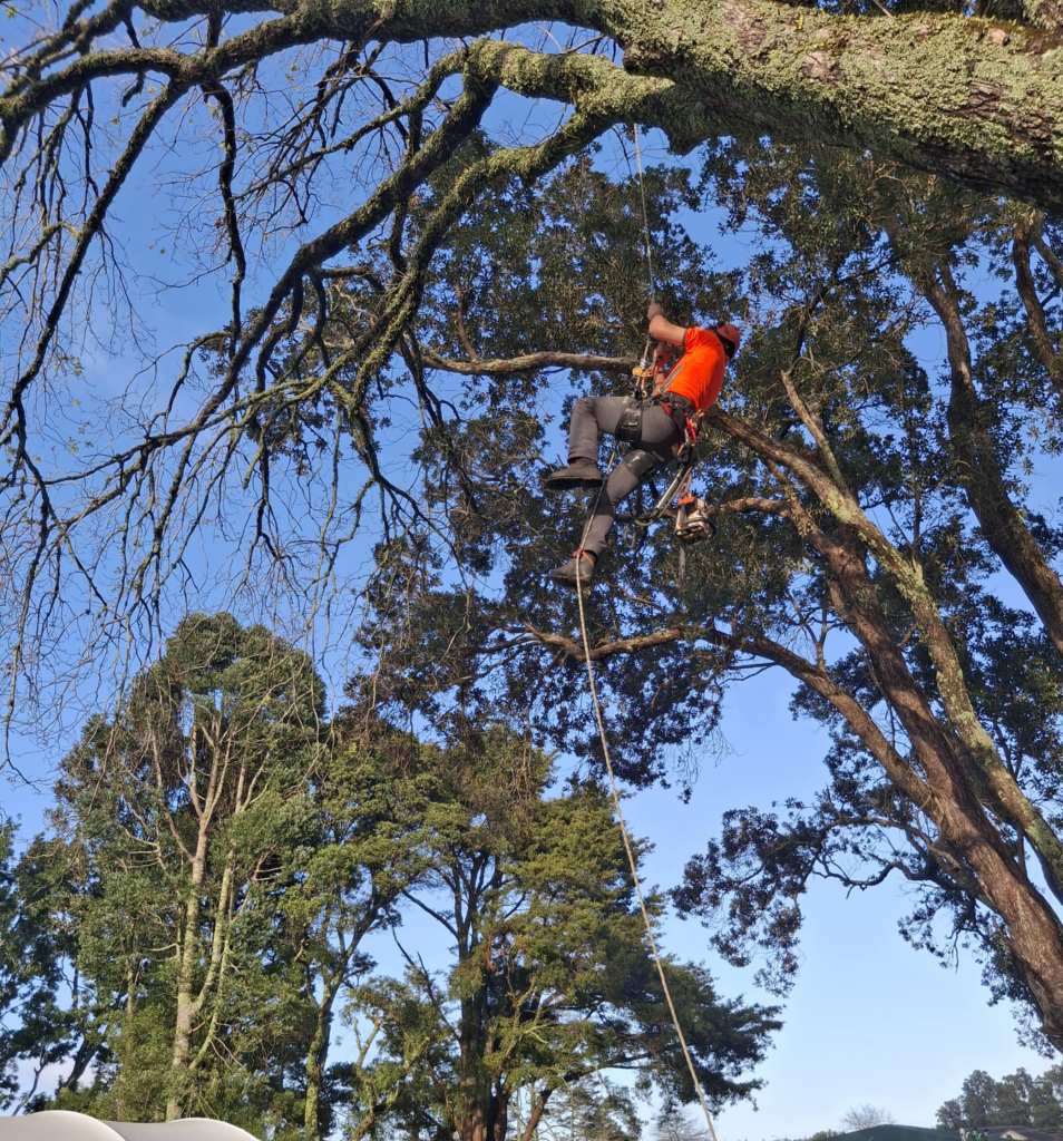 Whangarei Arborist Northland Tree Care