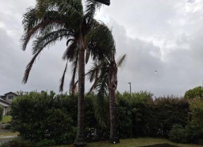 Palm Removal Specialist Arborist Northland Tree Care
