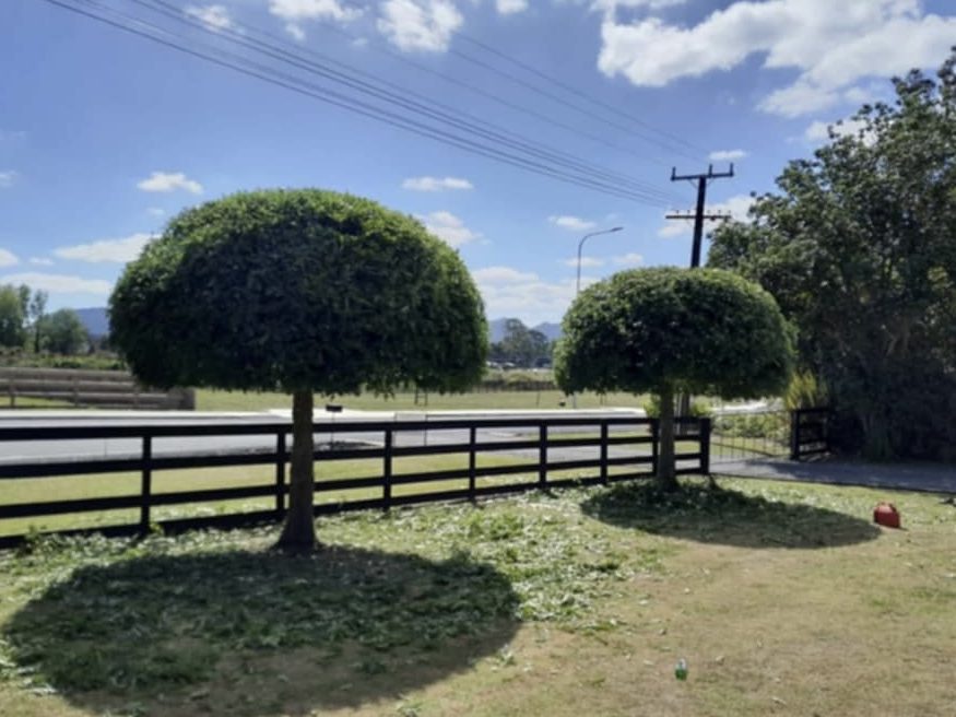 Hedge trimming by Northland Tree Care Arborist Whangarei