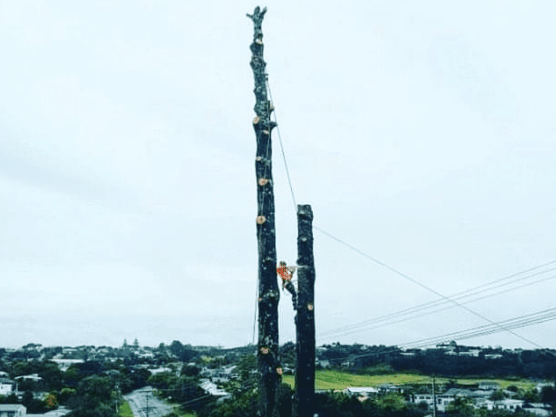 Northland Tree Care Whangarei Arborist Climbing