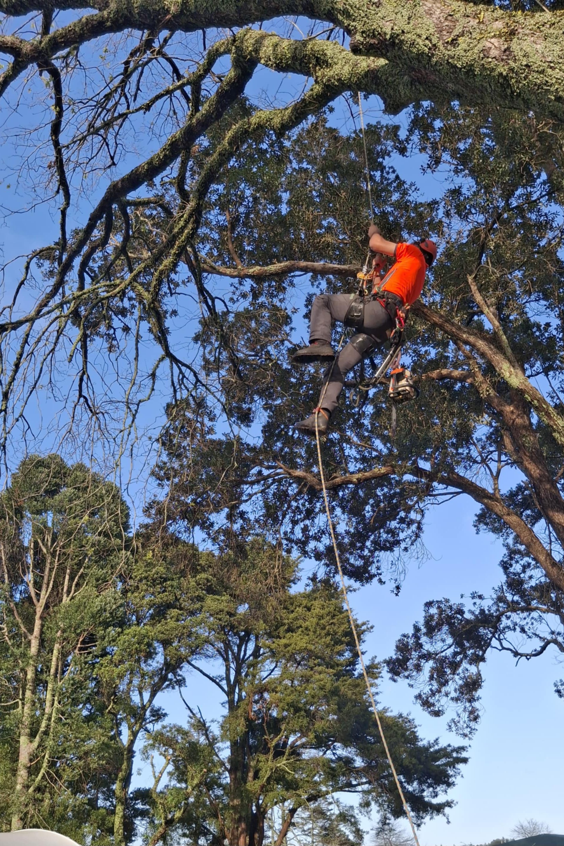 Whangarei Arborist Northland Tree Care
