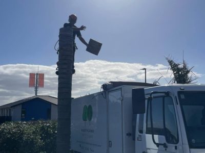 Whangarei arborist palm removal